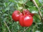 Acerola Gigante em Produção