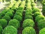 Buxus