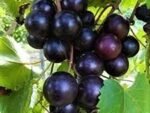 Uva Jaboticaba "Raridade"