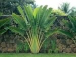 Ravenala "Arvore do Viajante"