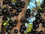 Mudas de Jaboticaba