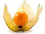 Mudas de Physalis