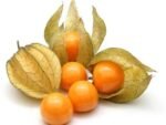 Physalis