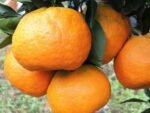 Bergamota ponkan