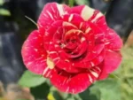 Roseira enxertada “Diversas cores”