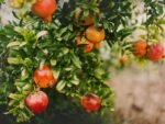 Muda de árvore frutífera (romã) no Viveiro Bom Fim