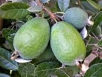 Goiaba Serrana "feijoa"