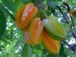 Carambola comum
