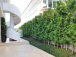 Podocarpus cerca viva muda 1,2m