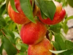 Nectarina